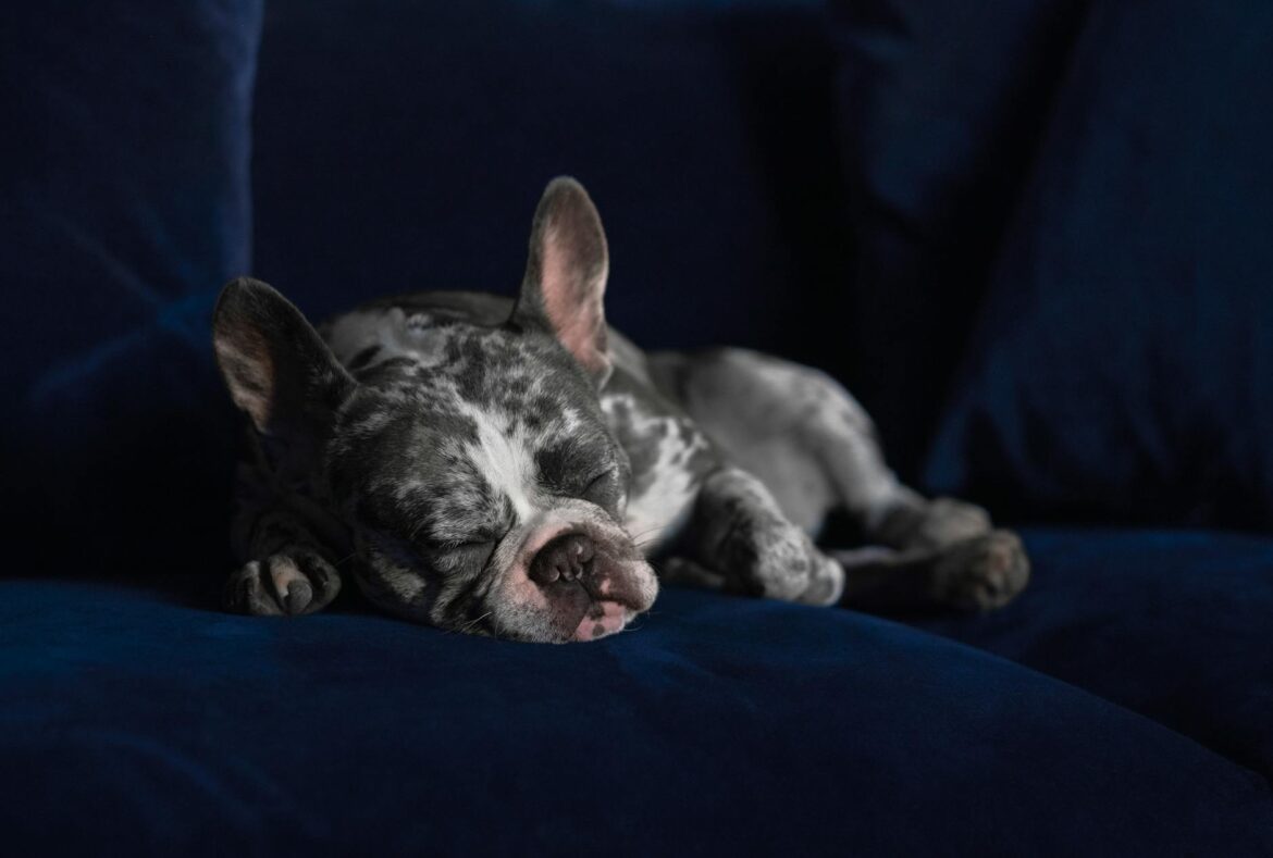 French Bulldog Puppy For Sale UK - Your Complete Local Guide - ilustracja artykulu