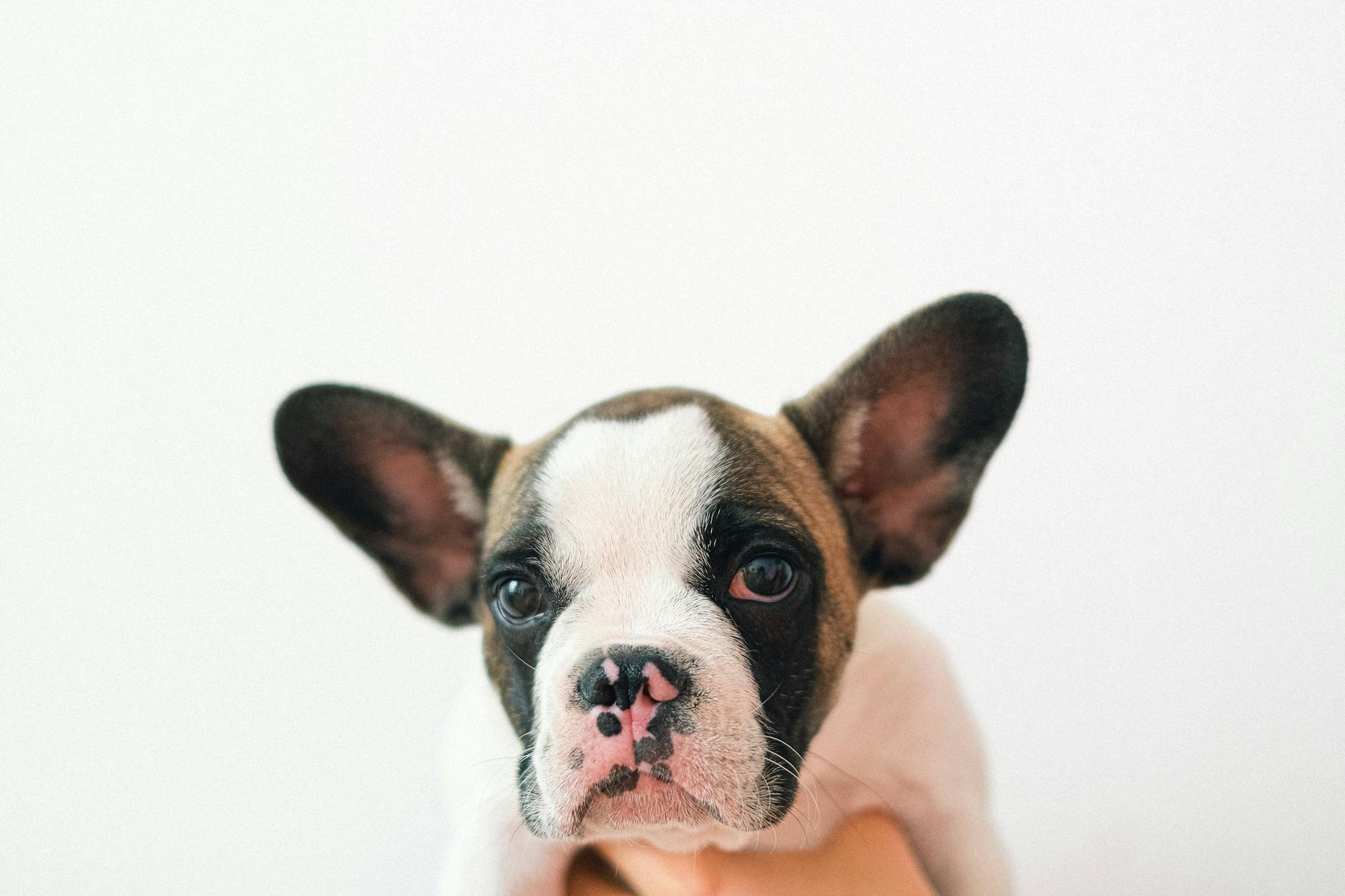 French Bulldog Puppy for Sale: Your Guide to Finding the Perfect Pet - zdjecie w tresci